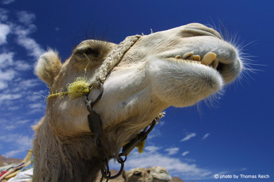 Arabisches Kamel Zähne Gebiss