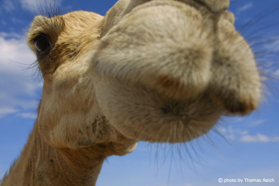Einhöckriges Kamel Kopf