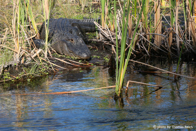 American Alligator at the river