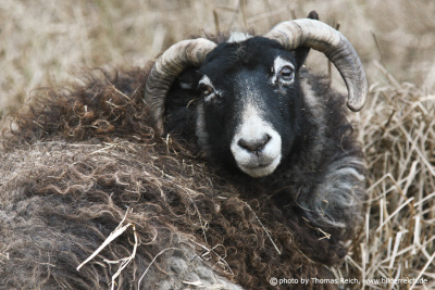 Schaf mit Hörnern