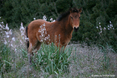 Braunes Pferd in der Natur