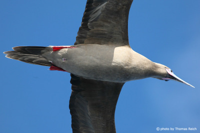 Red-footed Booby underside