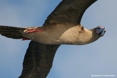 Red-footed Booby gliding