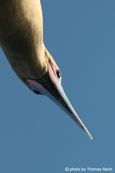 Red-footed Booby beak