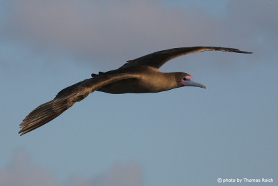 Red-footed Booby wingspan