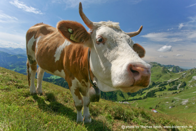 Schweizer Milchkühe in den Alpen