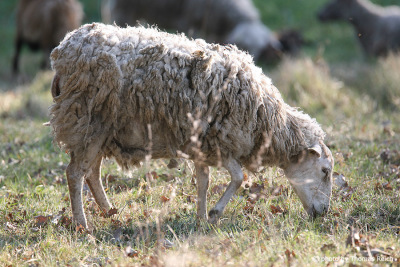 Schaf frisst frisches Gras