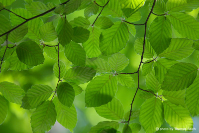 Grüne Blätter der Buche im Wald
