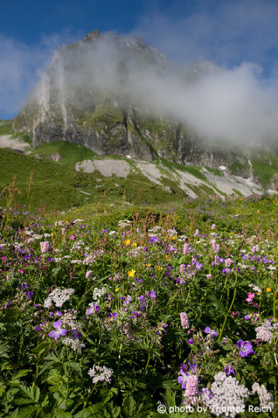 Blühende Alpenwiese