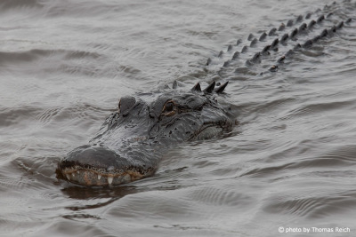 Mississippi Alligator Länge