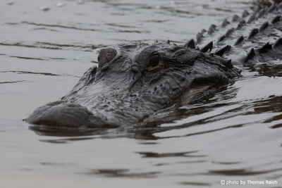American Alligator swimming in river