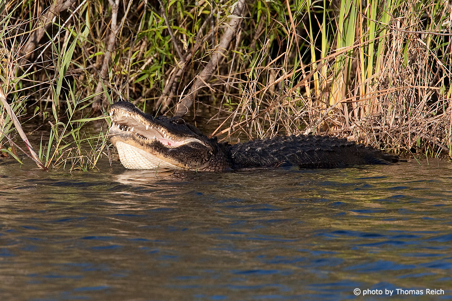Mississippi Alligator mit aufgesperrtem Maul
