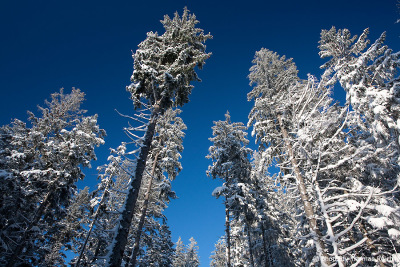 Snowy fir forest with blue sky
