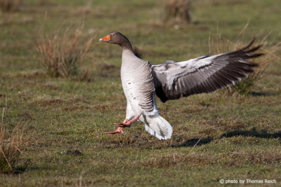 Landing Greylag Goose