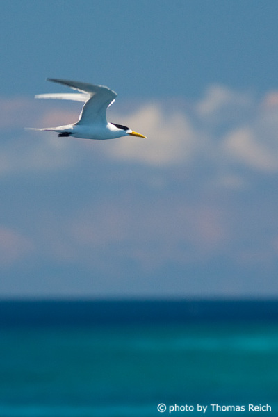 Flying Greater Crested Tern over the ocean