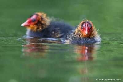 Young Eurasian Coots swimming