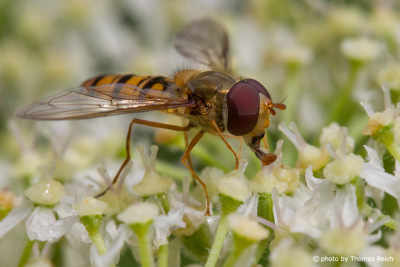Marmalade Hoverfly close up