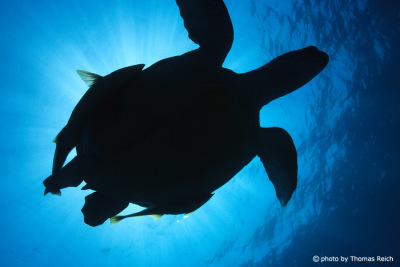 Silhouette Meeresschildkröte mit Schiffshalter