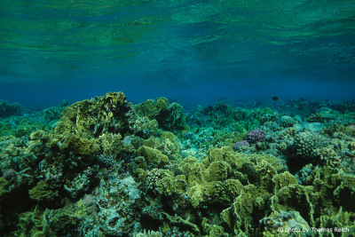 Korallen und Riffe im Roten Meer