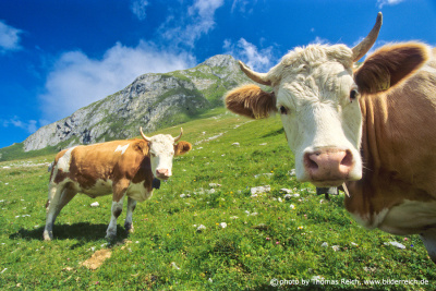 Schweizer Kühe, Berner Oberland