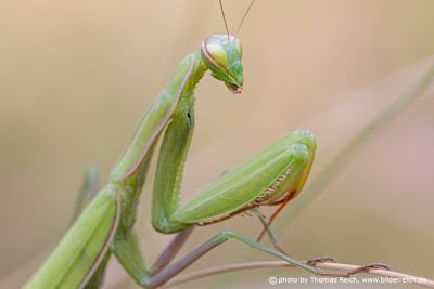 Praying mantis waiting for its prey