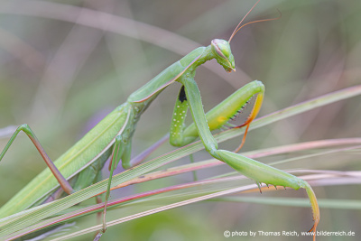 Praying mantis animal
