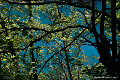 Bäume Nationalpark Plitvicer Seen