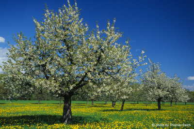 Cherry trees in springtime, Switzerland
