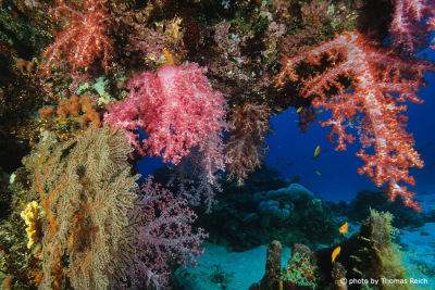 Bunte Korallen Andaman See Thailand