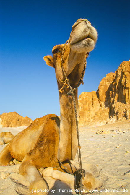 Arabian camel safari and riding, Sinai, Egypt