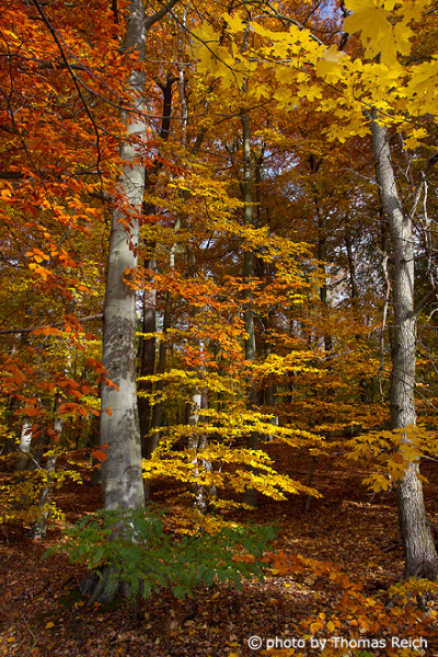 Beeach forest in fall