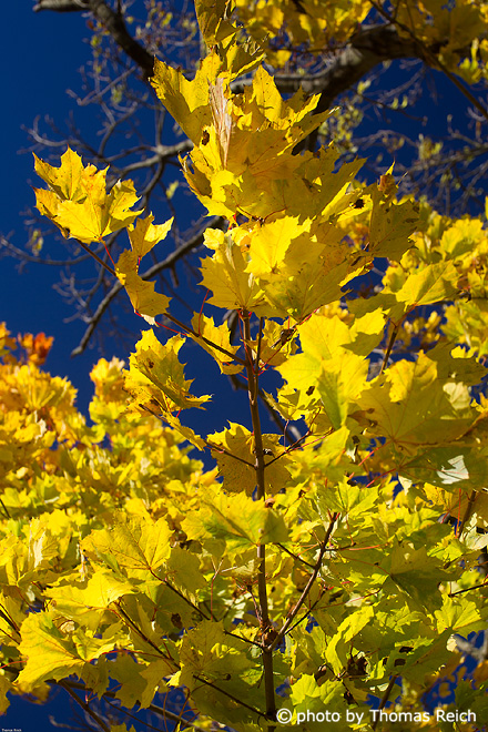 Gelbe Ahorn Blätter im Herbst