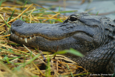 American Alligator Everglades Nationalpark