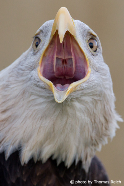 Bald Eagle sound and scream