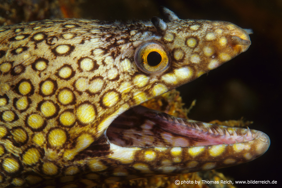 Spotted moray teeth and open mouth