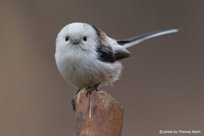 Long-tailed Tit white head