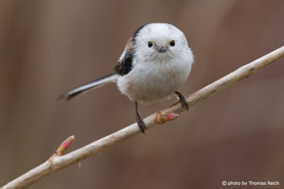 Long-tailed Tit frontal view