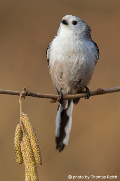 Long-tailed Tit sits on a branch after flight