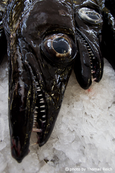 Schwarzer Degenfisch (Aphanopus carbo), Madeira