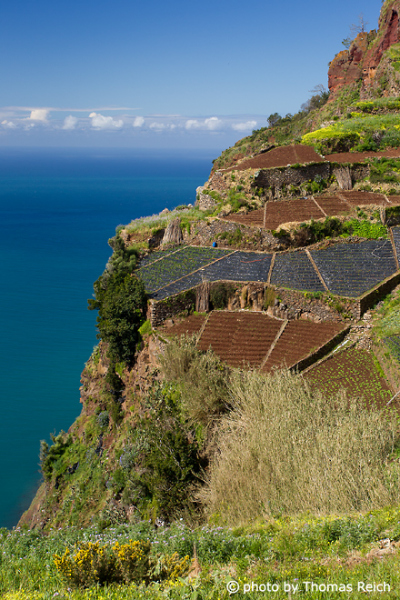Weinberge in Madeira