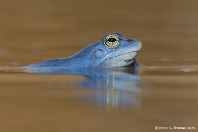 Moor Frog in shallow waters