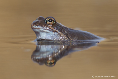 Moor Frog female