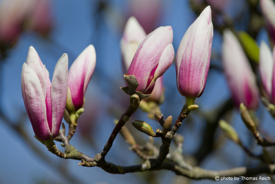 Magnolia bloom time