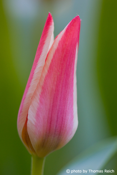Tulpe Aussehen