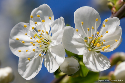 Frühlingsanfang - Blüte Kirschbaum