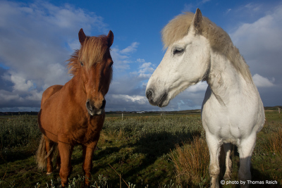 Islandpferde auf Pferdekoppel