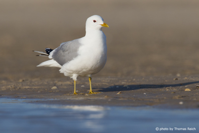 Common Gull at the coast in Germany