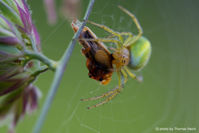 Cucumber Green Spider eats insect