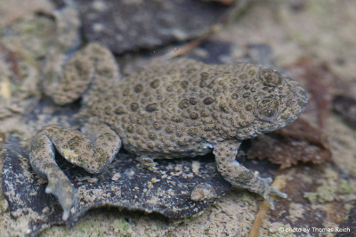 Yellow-bellied toad with warts
