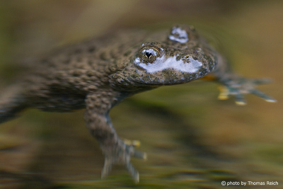 Yellow-bellied toad Spawning waters